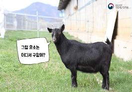 [새창]흑염소 배 속에서 발굴한 효소가 있다?