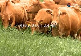 [새창]인기부위 맞춤형 한우 생산 기술 개발하다