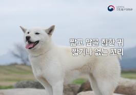 [새창]한국의 토종개