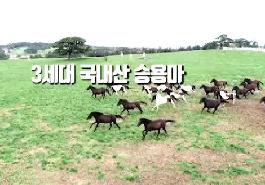 [새창]3세대 국내산 승용마