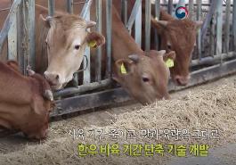 [새창]한우 단기비육 프로그램