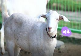 [새창]학교음매 동물교감교육