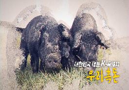 [새창]우리흑돈