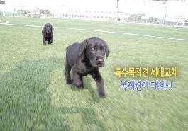 [새창]특수목적견 복제견