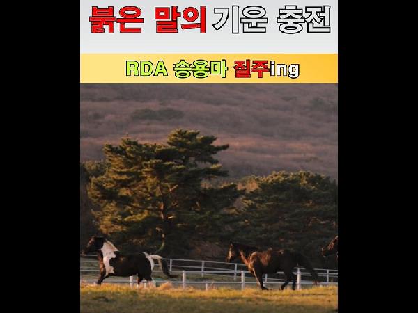 [새창]승용마 붉은 질주