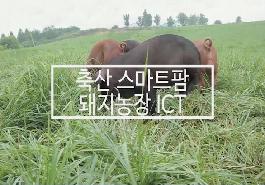 [새창]축산 스마트팜 돼지농장 ICT 