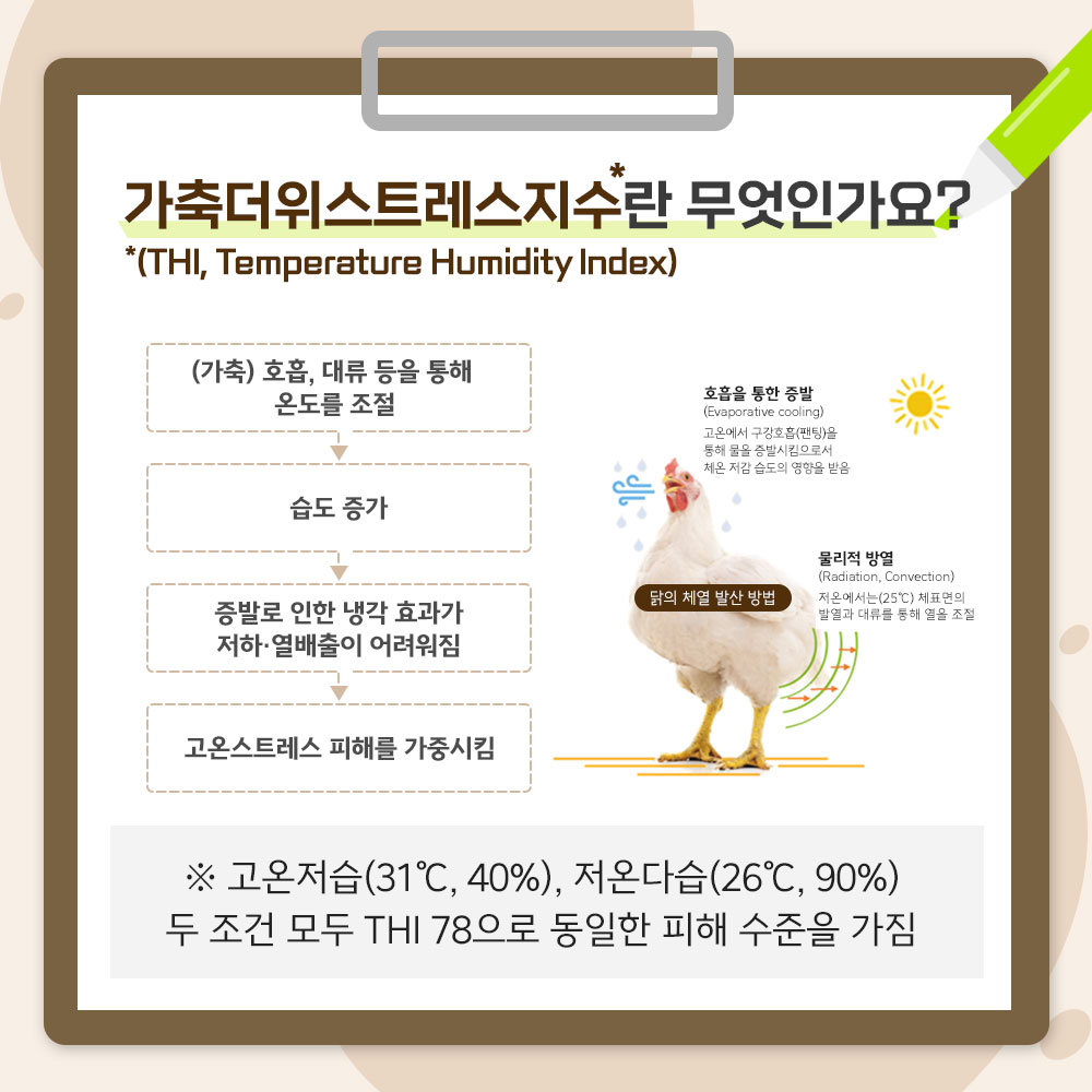 가축더위스트레스지수란 무엇인가요?(THI, Temperature Humidity Index) (가축) 호흡, 대류 등을 통해 온도를 조절 → 습도 증가 → 증발로 인한 냉각 효과가 저하·열배출이 어려워짐 → 고온스트레스 피해를 가중시킴 닭의 체열 발산 방법 호흡을 통한 증발(Evaporative cooling) 고온에서 구강호흡(팬팅)을 통해 물을 증발시킴으로서 체온 저감 습도의 영향을 받음 물리적 방열(Radiation, Convection) 저온에서는(25℃) 체표면의 발열과 대류를 통해 열을 조절 ※ 고온저습(31℃, 40%), 저온다습(26℃, 90%) 두 조건 모두 THI 78으로 동일한 피해 수준을 가짐