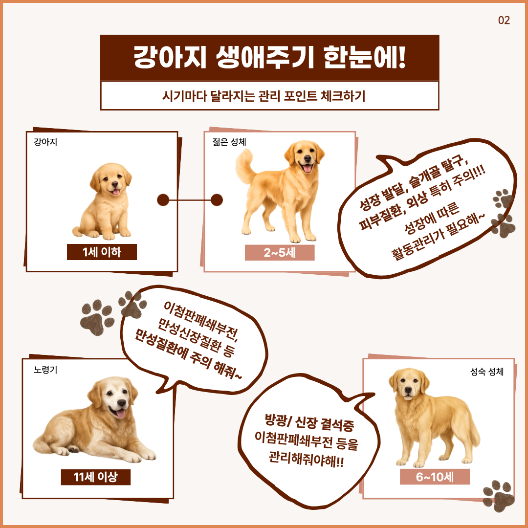 강아지 생애주기 한눈에! 시기마다 달라지는 관리 포인트 체크하기 젊은성체(2-5세)성장발달, 슬개골 탈구, 피부질환, 외상 특히 주의! 성장에 따른 활동관리가 필요해~  성숙성체(6-10세) 방광, 신장 결석증 이첨판폐쇄부전 등을 관리해줘야해! 노령기(11세이상) 이첨판혜쇄부전, 만성신장질환 등 만성질환에 주의 해줘~