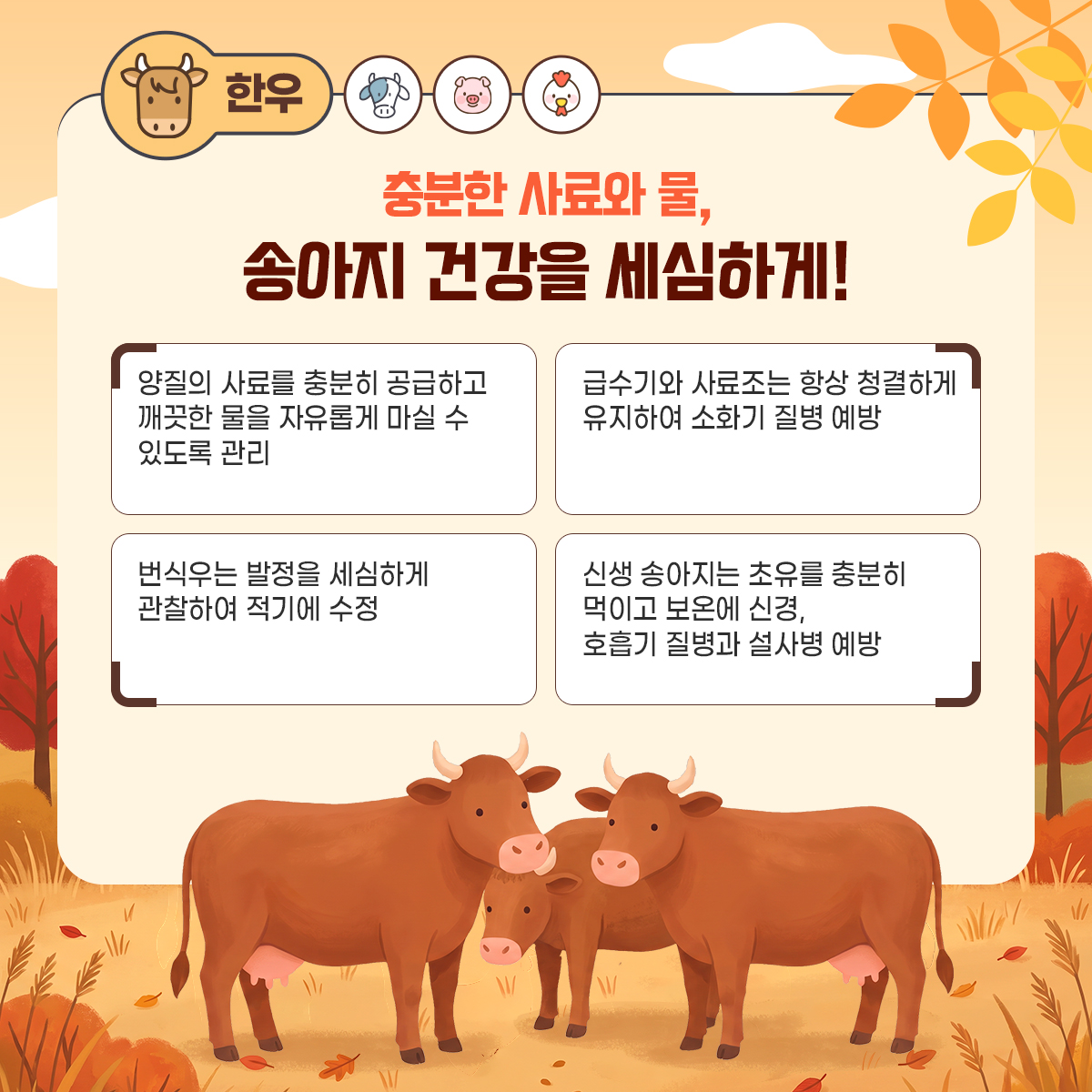 한우
충분한 사료와 물, 송아지 건강을 세심하게
-양질의 사료를 충분히 공급하고 깨끗한 물을 자유롭게 마실 수 있도록 관리
- 급수기와 사료조는 항상 청결하게 유지하여 소화기 질병 예방
-번식우는 발정을 세심하게 관찰하여 적기에 수정
- 신생 송아지는 초유를 충분히 먹이고 보온에 신경, 호흡기 질병과 설사병 예방