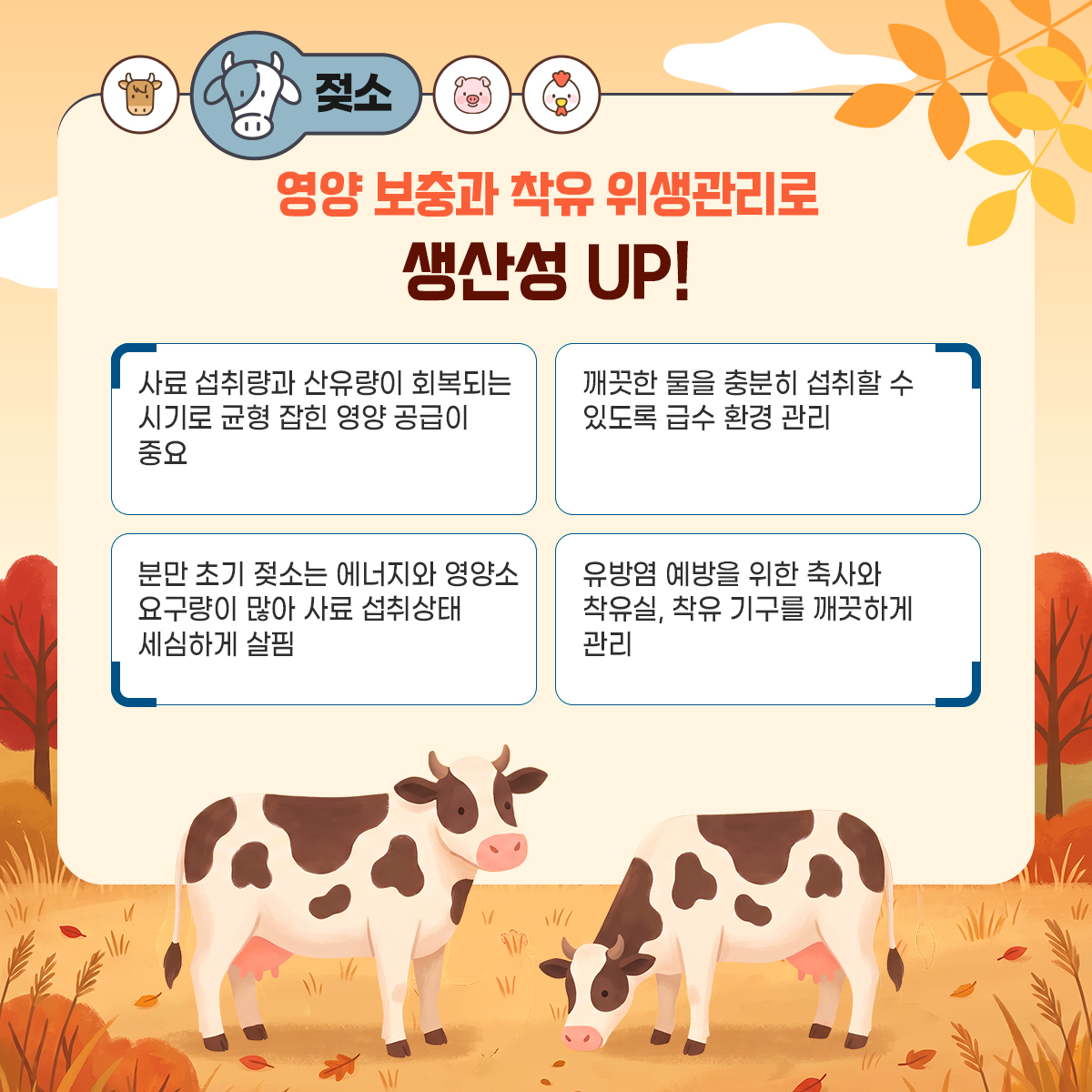 젖소
영양 보충과 착유 위생관리로 생산성 UP
- 사료 섭취량과 산유량이 회복되는 시기로 균형 잡힌 영양공급이 중요
- 깨끗한 물을 충분히 섭취할 수 있도록 급수 환경 관리
- 분만 초기 젖소는 에너지와 영양소 요구량이 많아 사료 섭췻항태 세심하게 살핌
- 유방염 예방을 위한 축사와 착유실, 착유 기구를 깨끗하게 관리