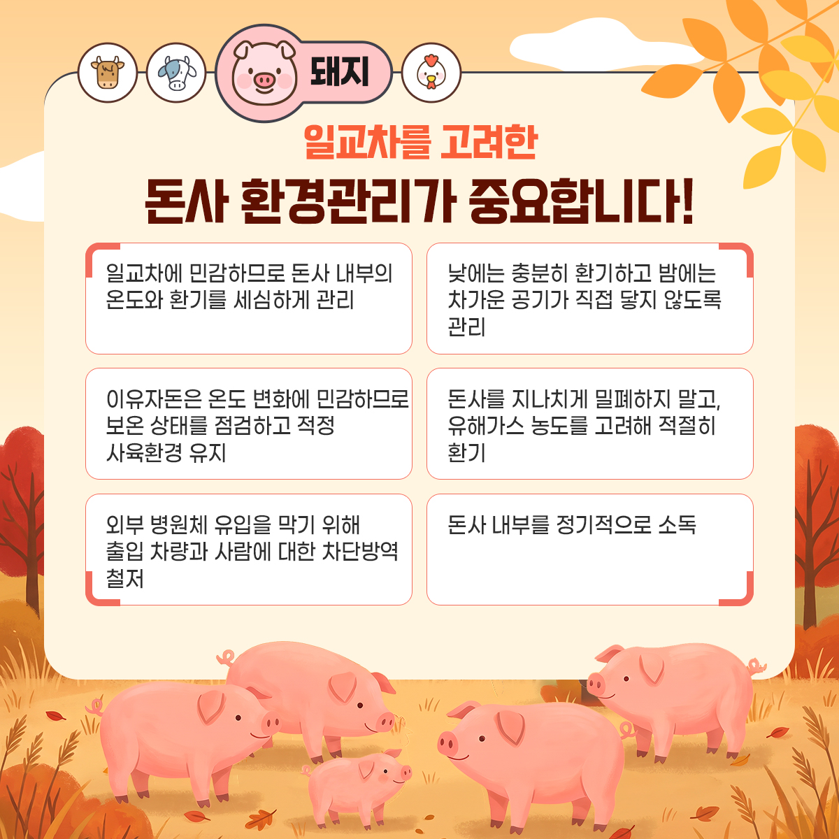 돼지
일교차를 고려한 돈사 환경관리가 중요합니다.
- 일교차에 민감하므로 돈사 내부의 온도와 환기를 세심하게 관리
- 낮에는 충분히 환기하고 밤에는 차가운 공기가 직접 닿지 않도록 관리
- 이유자돈은 온도 변화에 민감하므로 보온 상태를 점검하고 적정 사육환경 유지
- 돈사를 지나치게 밀폐하지 말고, 유해가스 농도를 고려해 적절히 환기
- 외부 병원체 유입을 막기 위해 출입 차량과 사람에 대한 차단방역 철저
- 돈사 내부를 정기적으로 소독