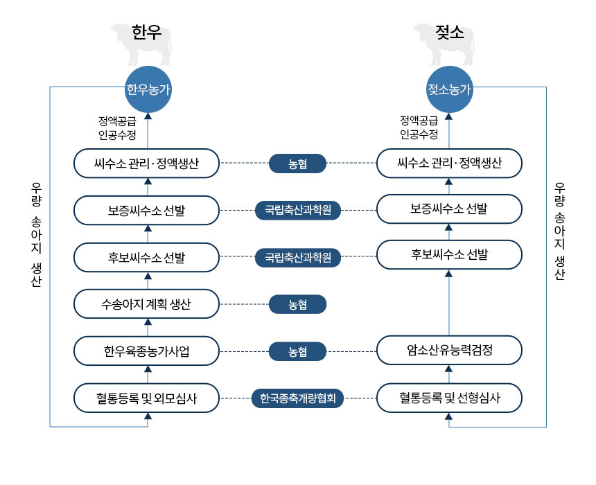 한우 : 한우농가 -> 우량 송아지 생산 -> 혈통등록 및 선형심사(한국종축개량협회) -> 한우육종농가사업(농협) -> 
수송아지 계획 생산(농협) -> 후보씨수소선발(국립축산과학원) -> 보증씨수소선발(국립축산과학원) -> 씨수소 관리⦁정액생산(농협) -정액공급인공수정-> 한우농가
젖소 : 젖소농가 -> 우량 송아지 생산 -> 혈통등록 및 선형심사(한국종축개량협회) -> 암소산유능력검정(농협) -> 
후보씨수소선발(국립축산과학원) -> 보증씨수소선발(국립축산과학원) -> 씨수소 관리⦁정액생산(농협) -정액공급인공수정-> 젖소농가