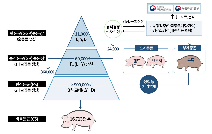 핵돈군(GGP)종돈장(순종돈 생산) = 국립축산과학원⦁농림축산식품부 <-자료,분석-> 농장검정(한국종축개량협회), 검정소검정(대한한돈협회) <-검정, 등록 신청-> 능력검정,산자검정 -> 11,000 L,Y,D -> 
부계종돈(두록) -정액 등 처리업체-> 900,000 3원 교배(LY+D)   // 모계종돈(랜드,요크셔)
능력검정,산자검정 -> 24,000 -> 60,000 F1(L+Y)생산
증식돈군(GP)종돈장(1대교잡돈 생산) = 60,000 F1(L+Y)생산 -> 360,000 -> 900,000 3원 교배(LY+D) 
번식돈군(PS)(2대교잡돈 생산) = 900,000 3원 교배(LY+D) -> 비욕돈군(CS) = 16,713천두