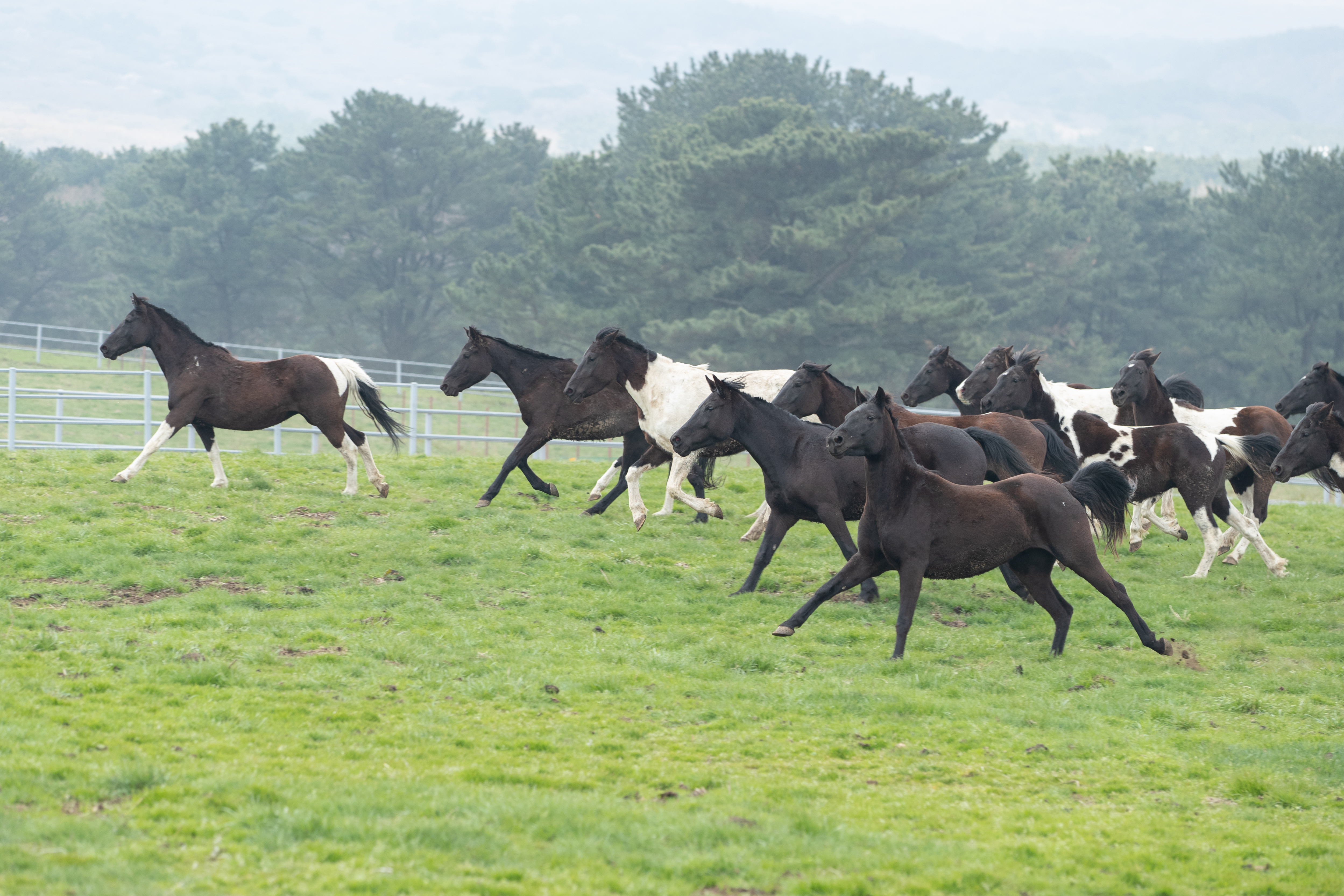 RDA승용마 방목(2025.04.03) 사진5