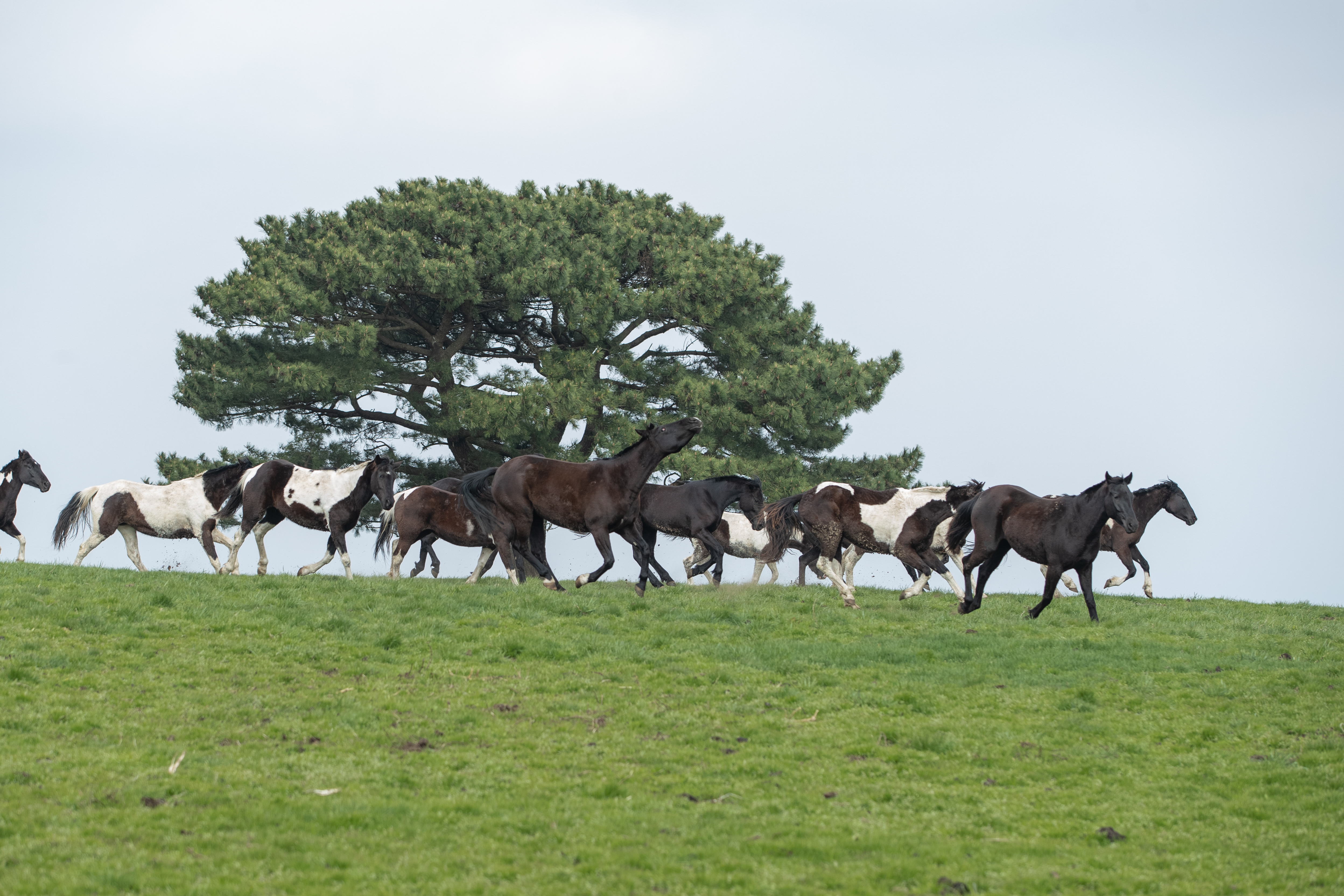 RDA승용마 방목(2025.04.03) 사진4