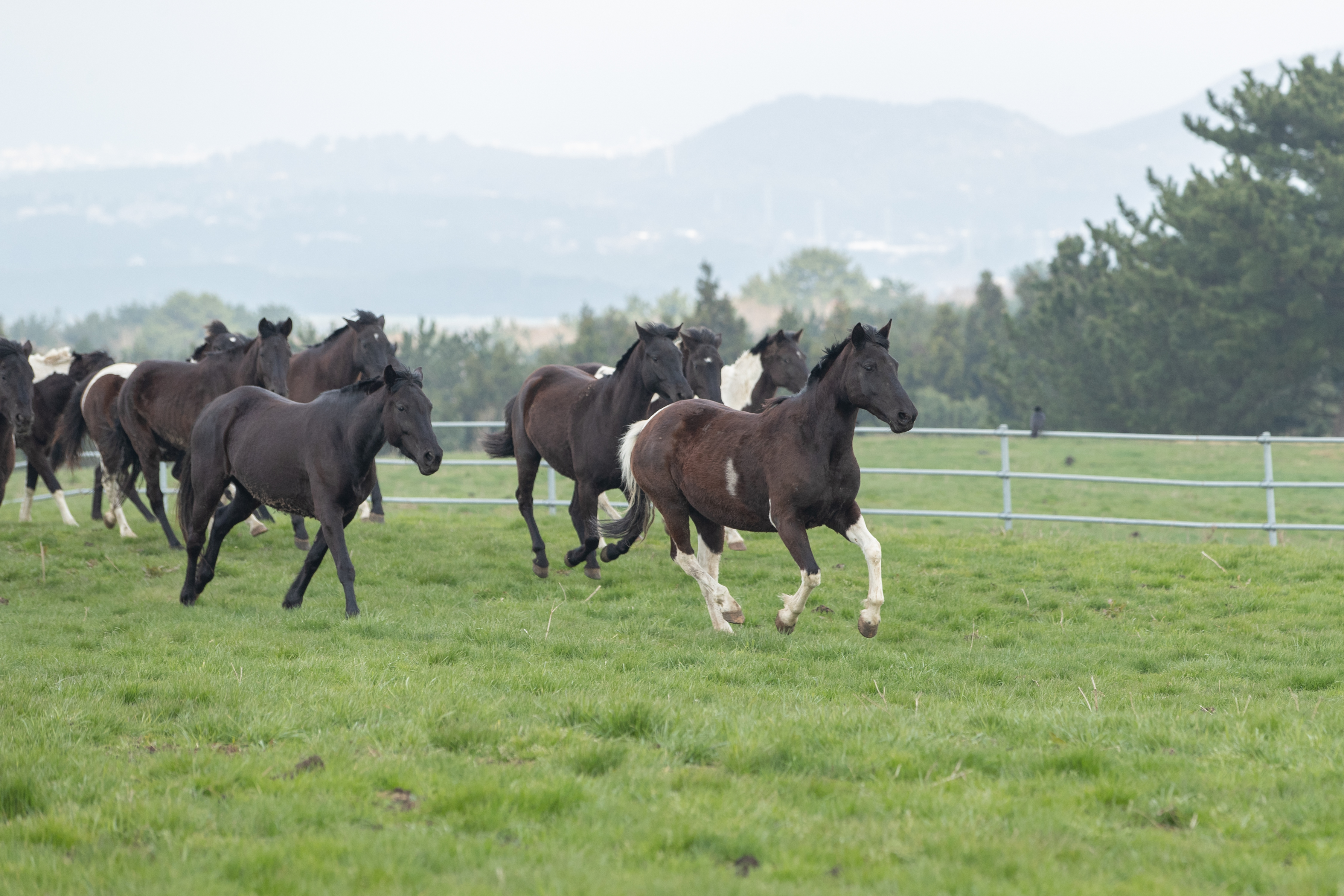 RDA승용마 방목(2025.04.03) 사진3