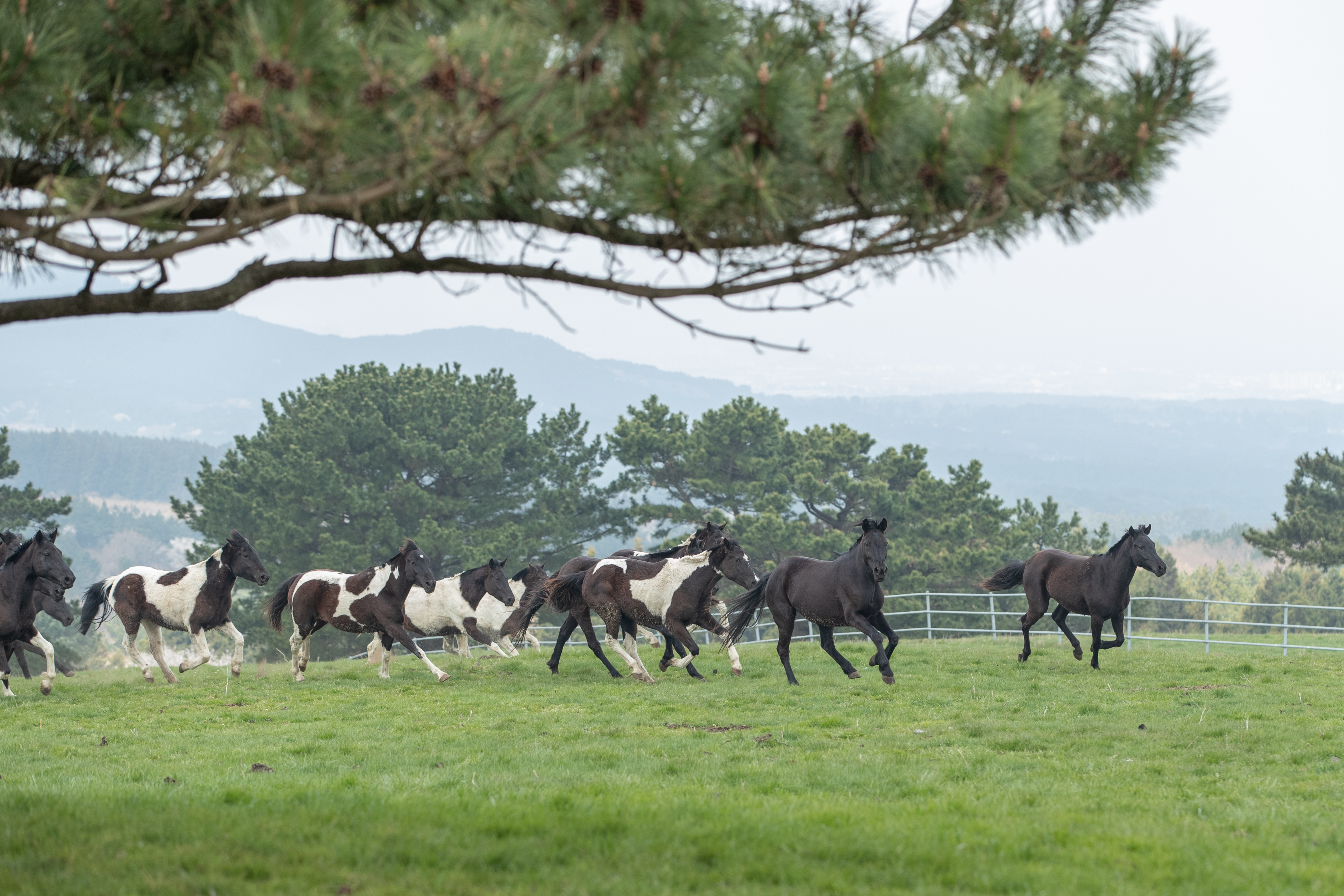 RDA승용마 방목(2025.04.03) 사진2